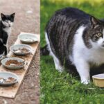 A bowl of homemade cat food with a curious cat nearby.