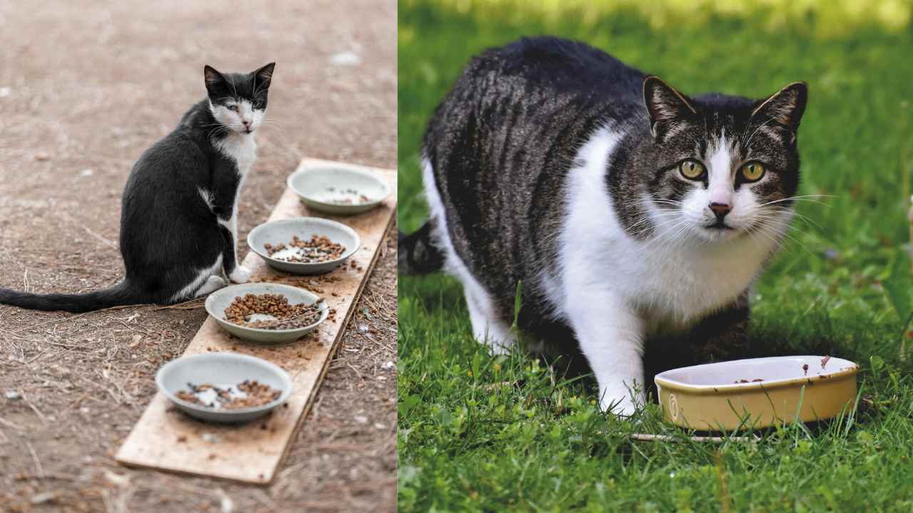 A bowl of homemade cat food with a curious cat nearby.