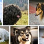 Soft coat and playful expression, various fluffy dog breeds.