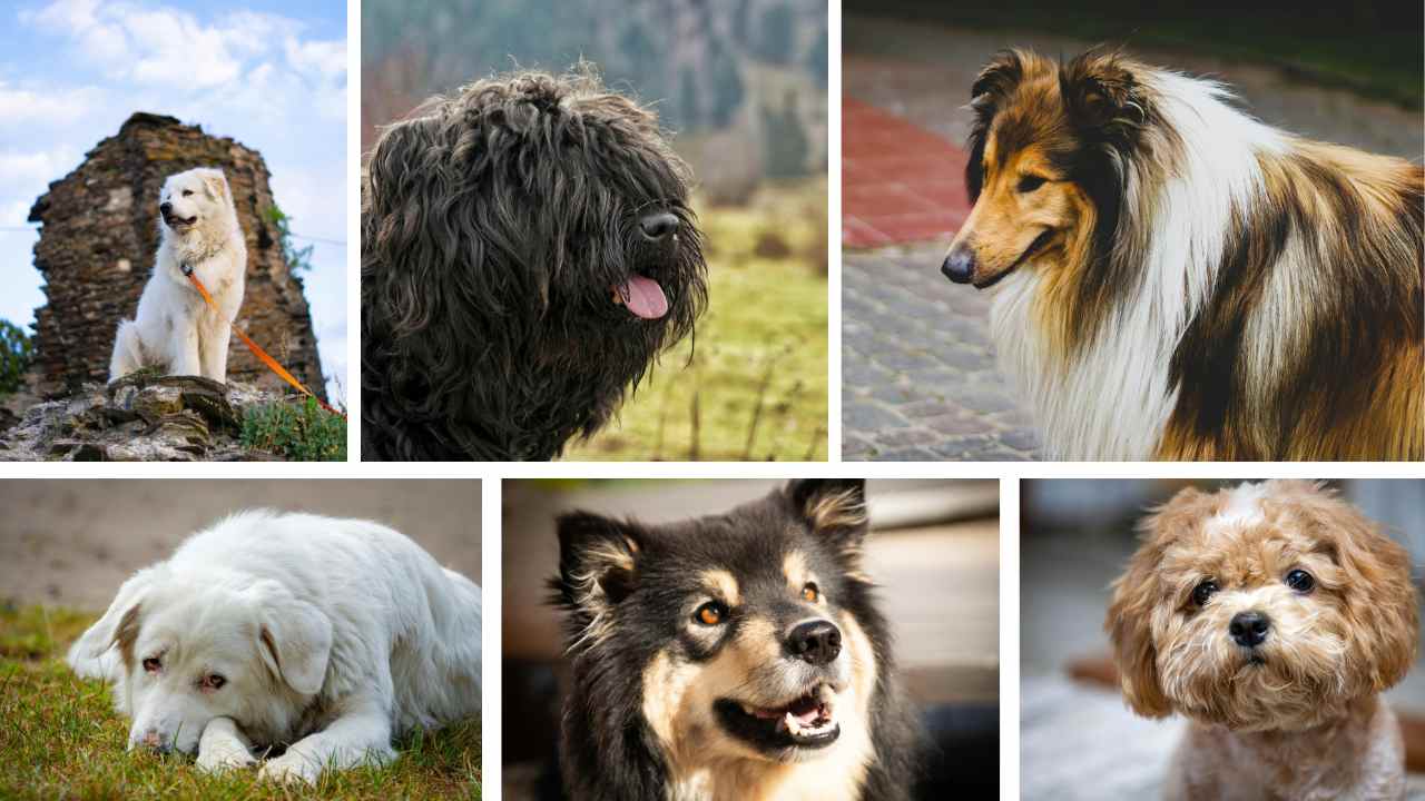 Soft coat and playful expression, various fluffy dog breeds.