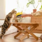 The fun-spirited feline performing obedience with its master through the aid of a clicker and food for the cat’s positive reinforcement.