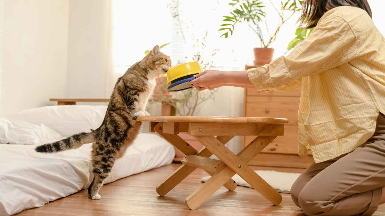 The fun-spirited feline performing obedience with its master through the aid of a clicker and food for the cat’s positive reinforcement.