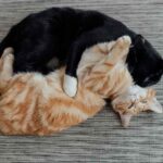 Two cats grooming each other affectionately, showcasing their bond and mutual care.