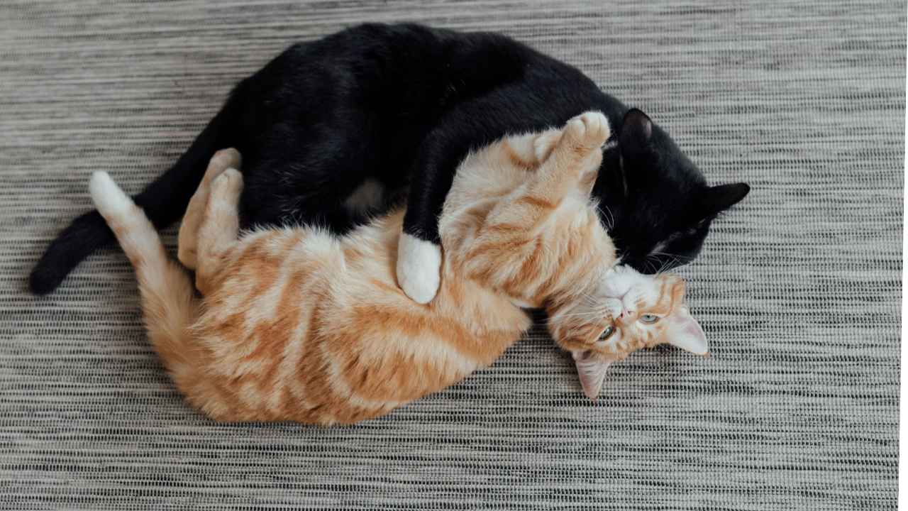 Two cats grooming each other affectionately, showcasing their bond and mutual care.